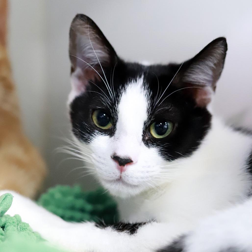 Enlarge PABLO PICATSSO, a ADOPTABLE Domestic Short Hair in Joshua Tree, CA image 2/2