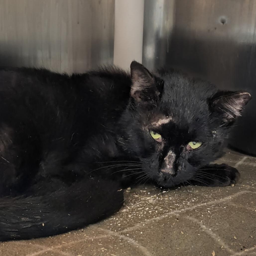 Everest, Adoptable, Adult Male Domestic Short Hair.