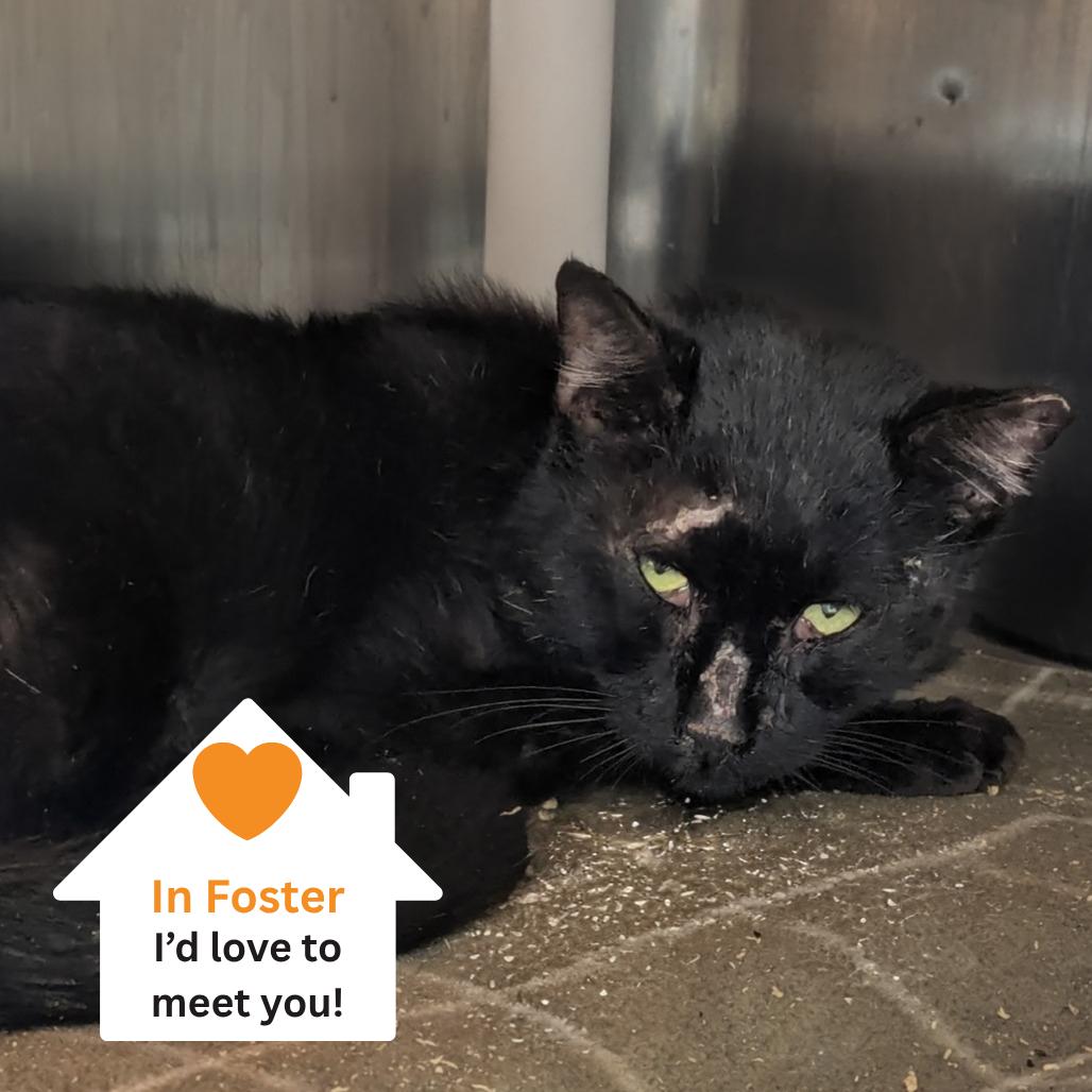 Everest, a Adoptable Domestic Short Hair in Salt Lake City, UT image 2/2