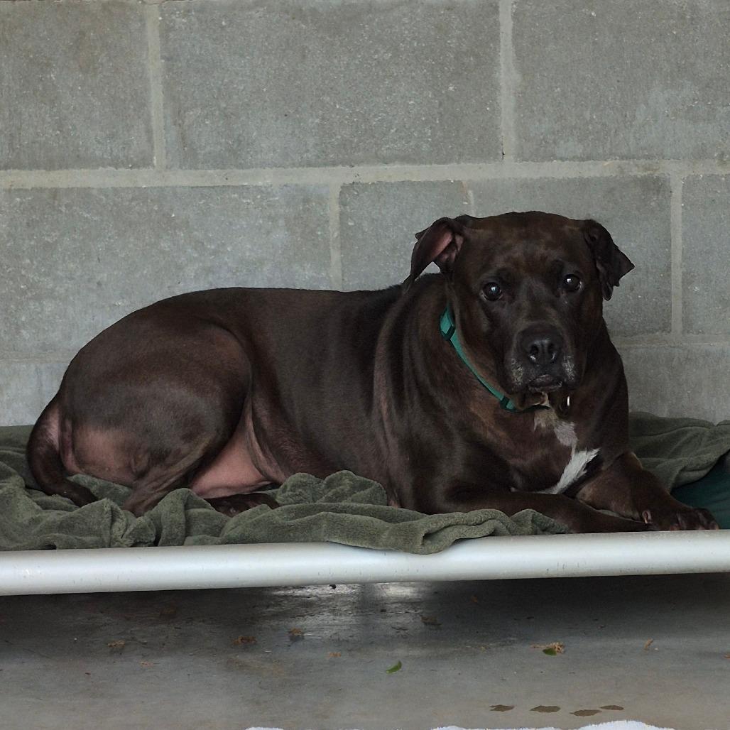 Brooklyn, Adoptable, Adult Female Mixed Breed.