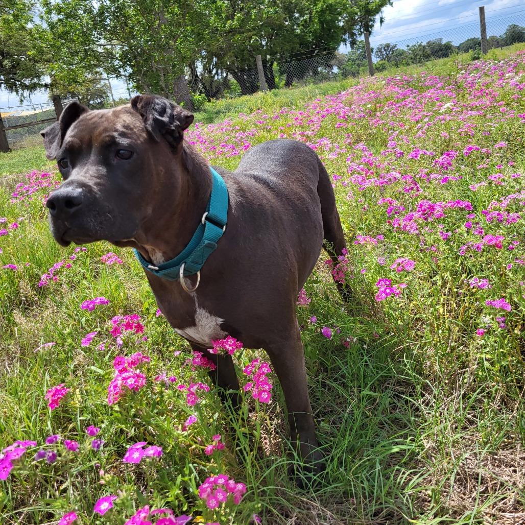 Brooklyn, Adoptable, Adult Female Mixed Breed.