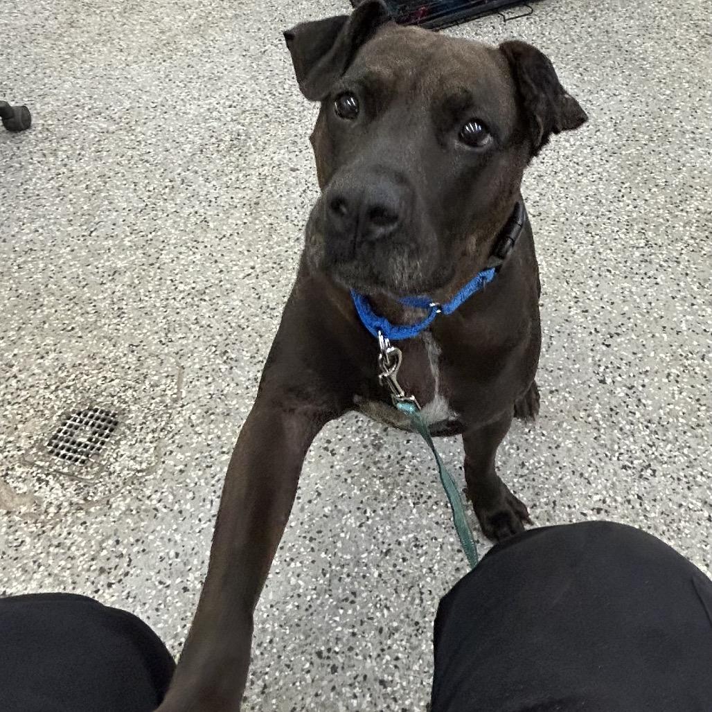 Enlarge Brooklyn, a Adoptable Mixed Breed in Lake Panasoffkee, FL image 3/6