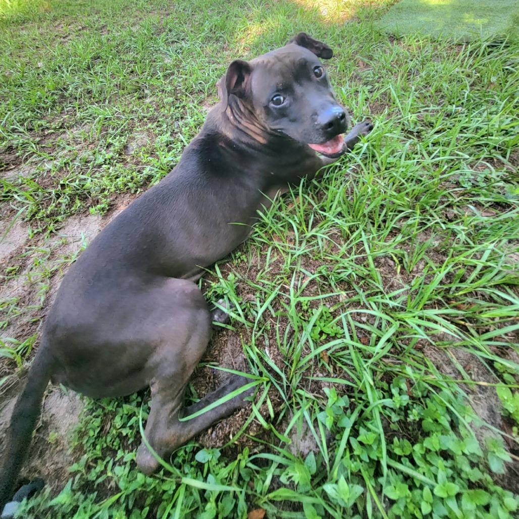 Brooklyn, a Adoptable Mixed Breed in Lake Panasoffkee, FL image 2/6