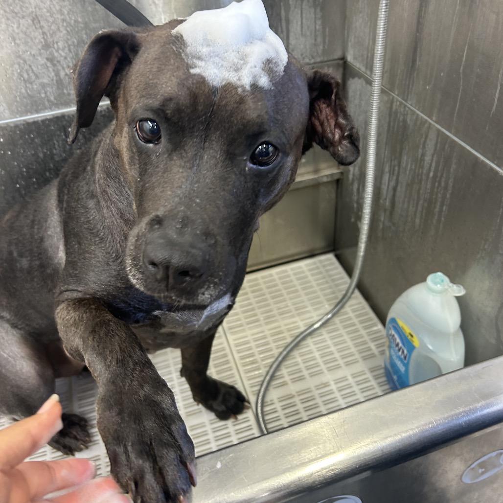 Enlarge Brooklyn, a Adoptable Mixed Breed in Lake Panasoffkee, FL image 4/6