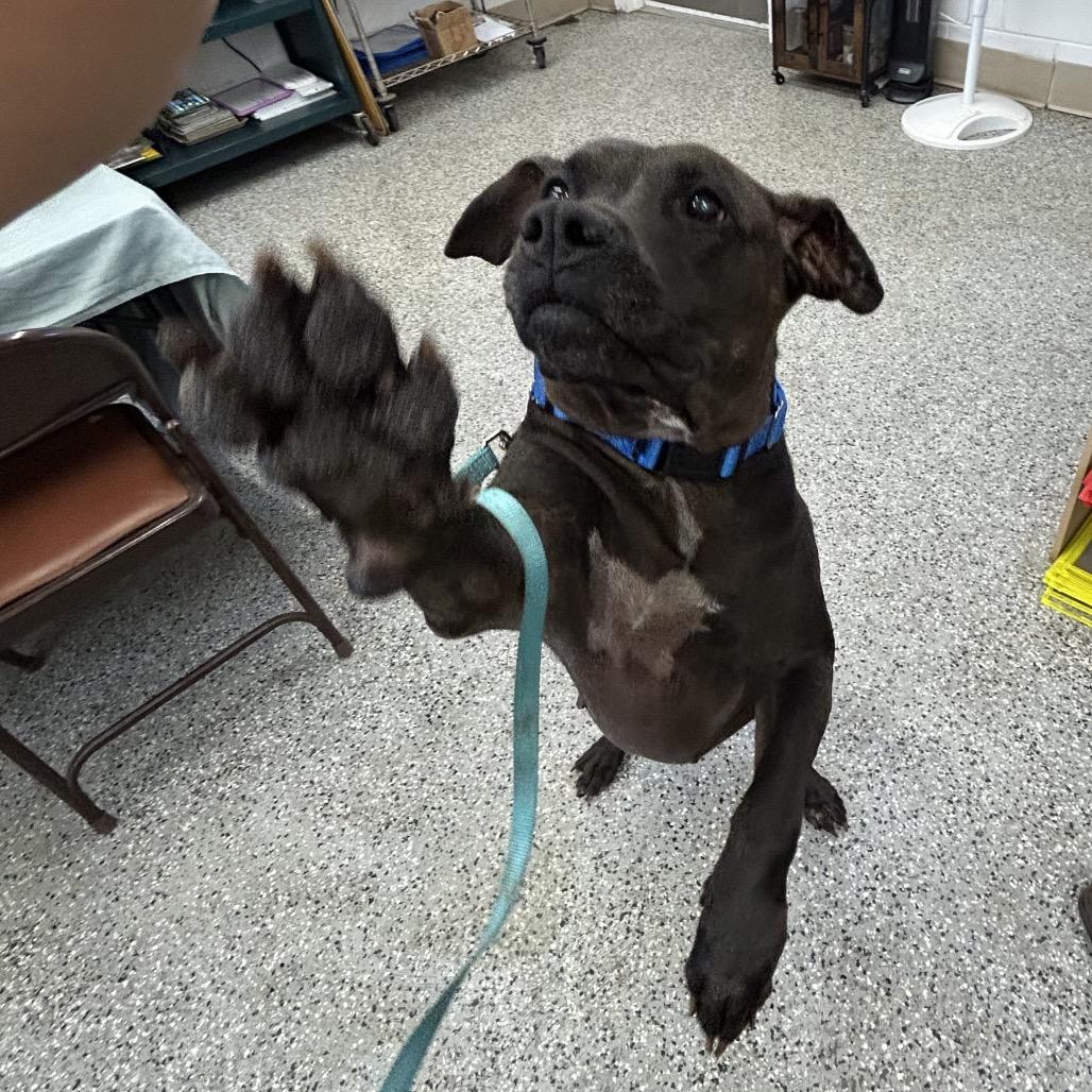Enlarge Brooklyn, a Adoptable Mixed Breed in Lake Panasoffkee, FL image 5/6