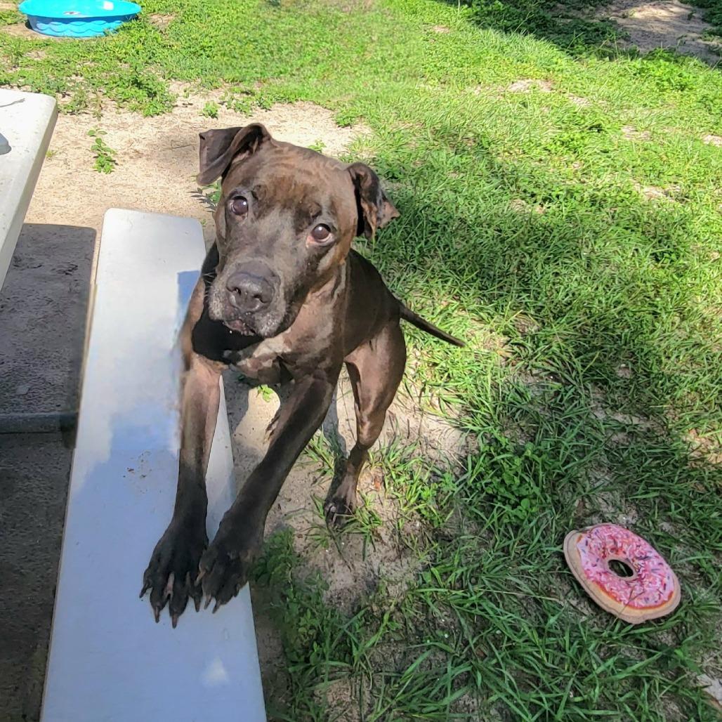 Brooklyn, a Adoptable Mixed Breed in Lake Panasoffkee, FL image 4/6