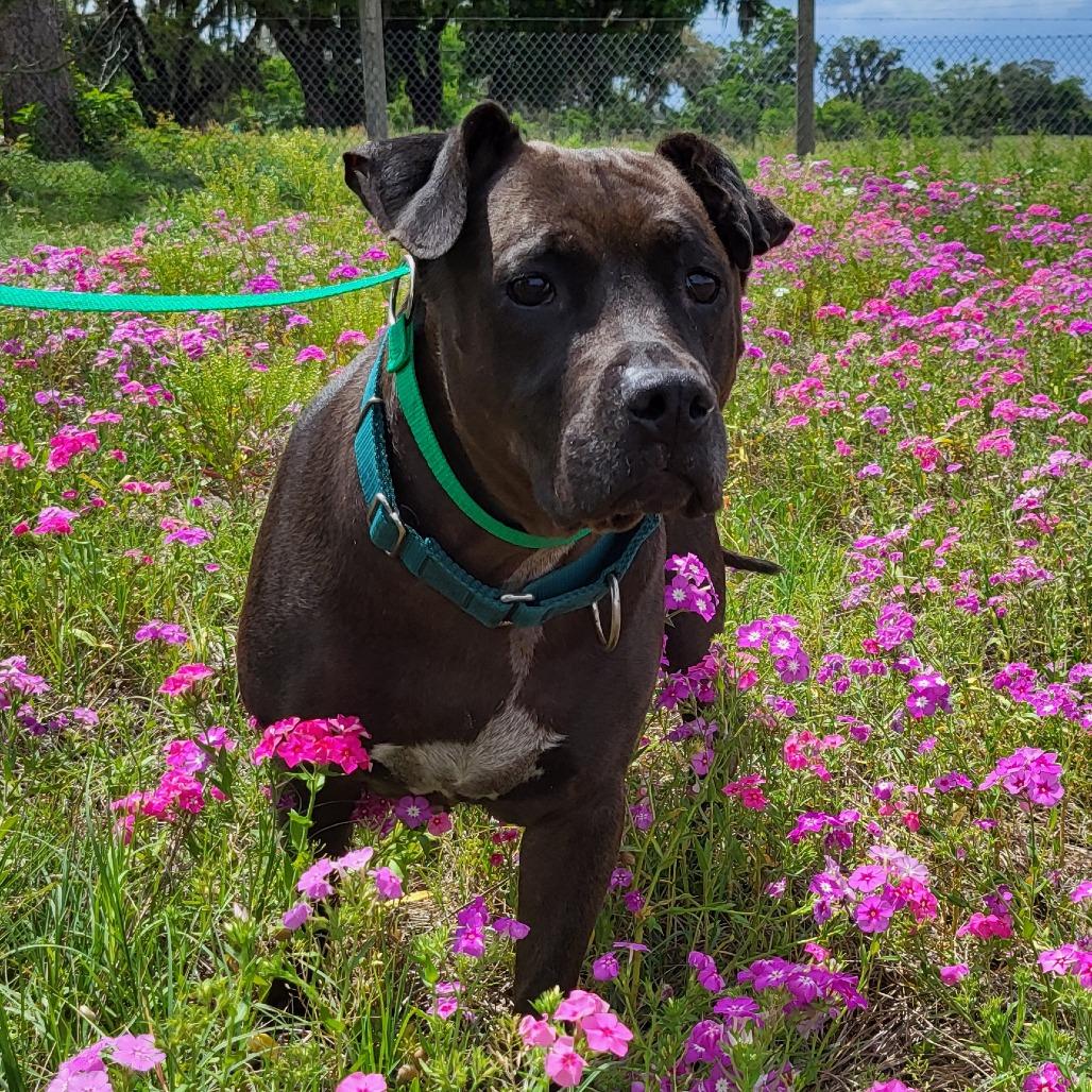 Enlarge Brooklyn, a Adoptable Mixed Breed in Lake Panasoffkee, FL image 6/6