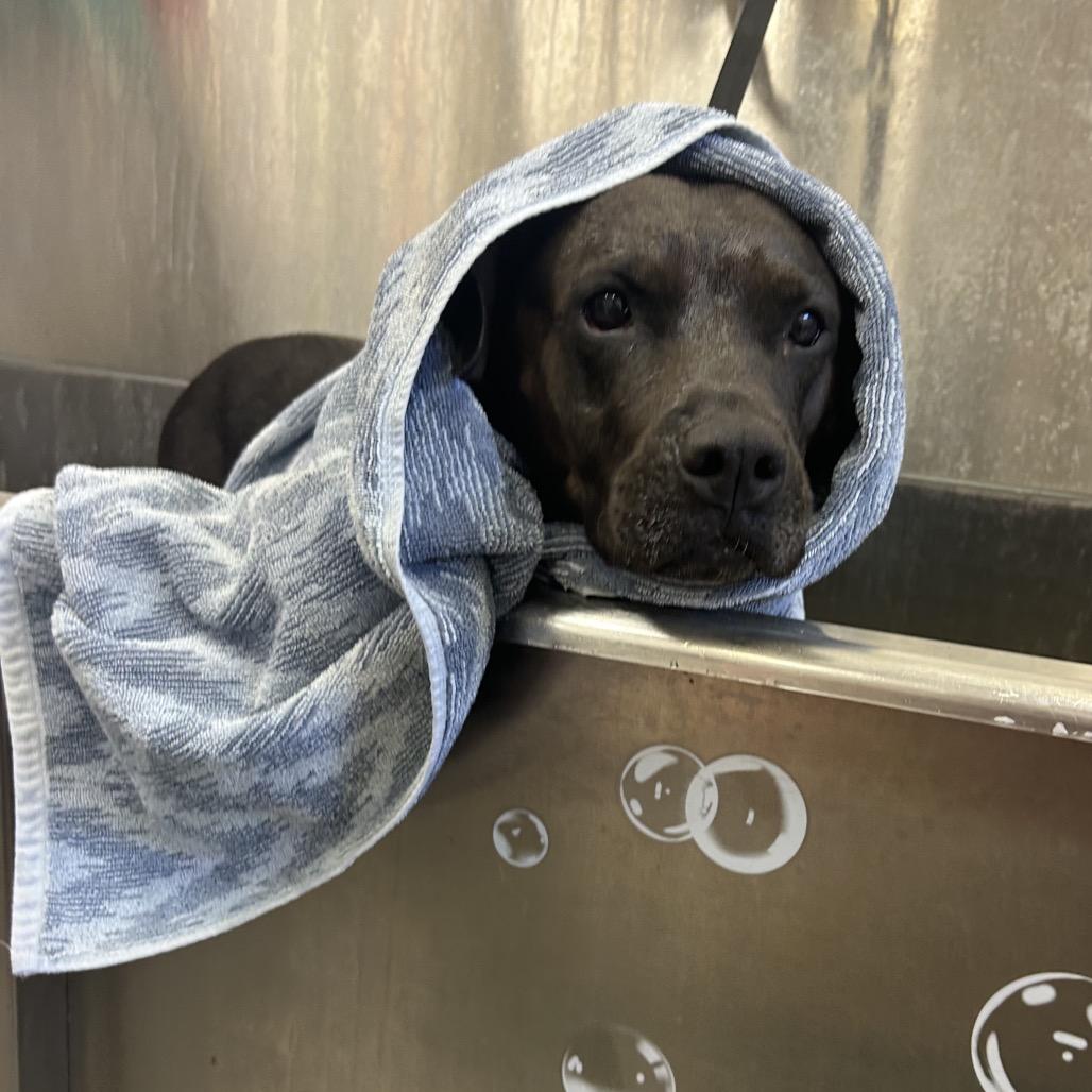 Brooklyn, a Adoptable Mixed Breed in Lake Panasoffkee, FL image 6/6