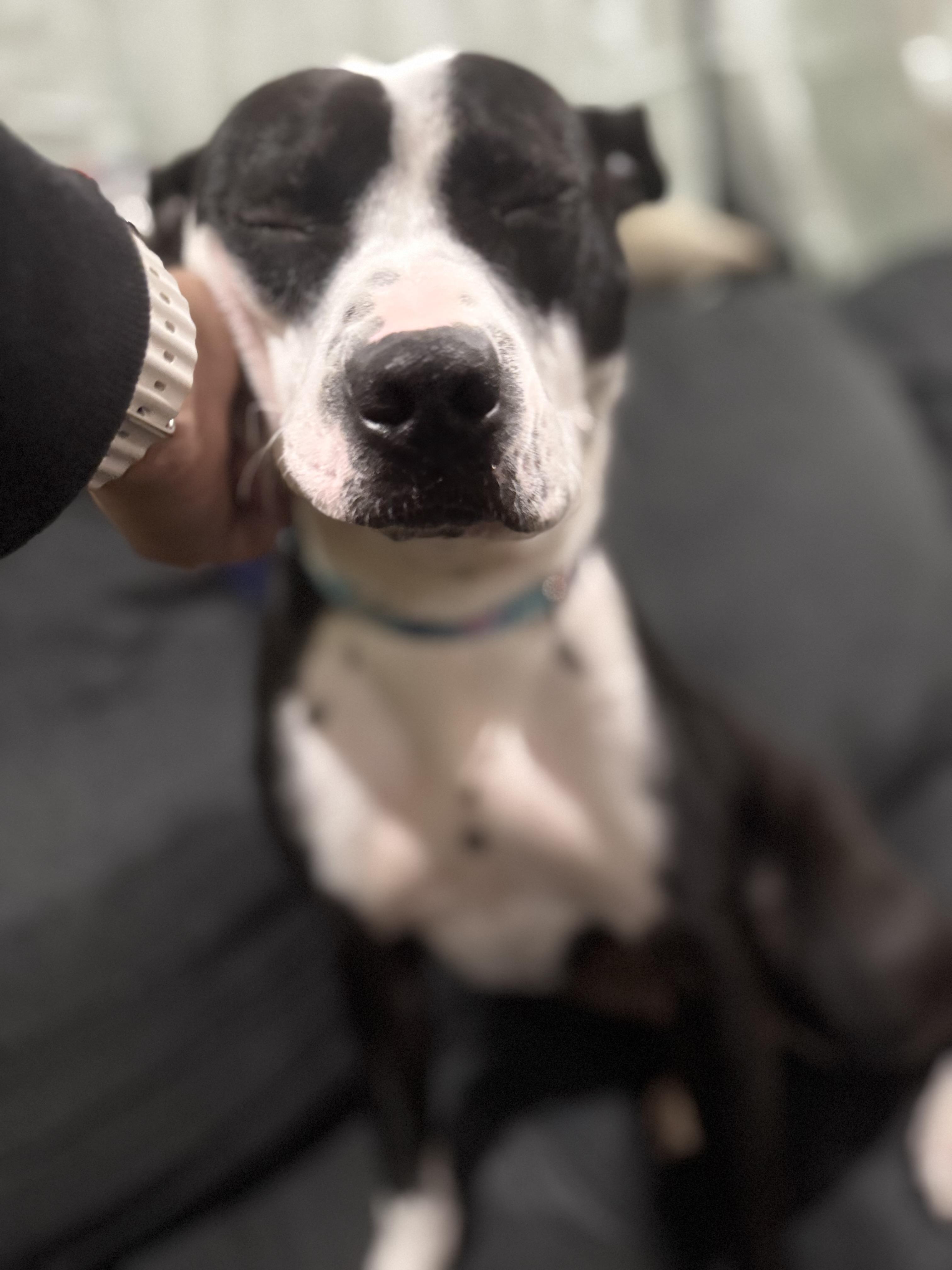 O. M. GIGI, Adopted, Young Female Staffordshire Bull Terrier.