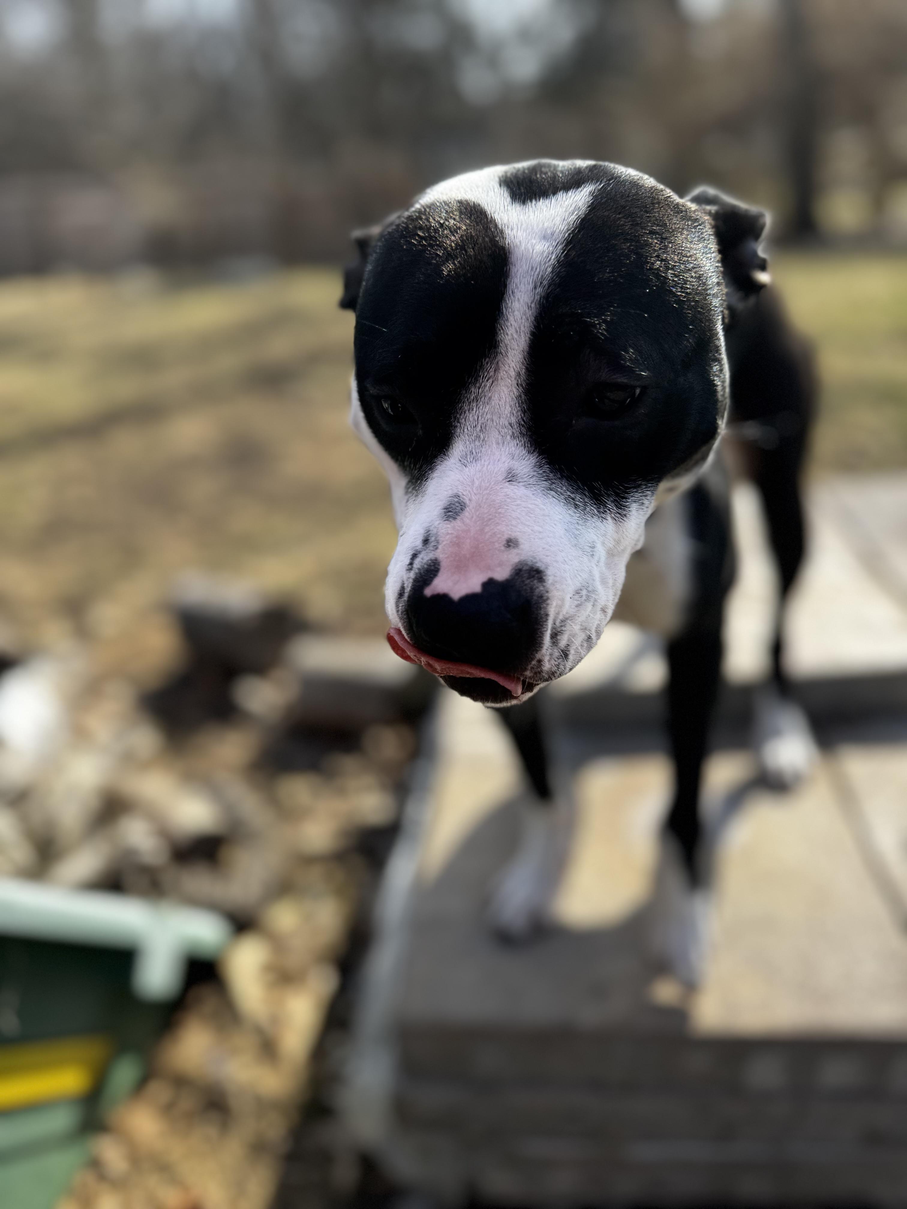 Enlarge O. M. GIGI, a Adopted mixed breed in Newton, NJ image 2/3