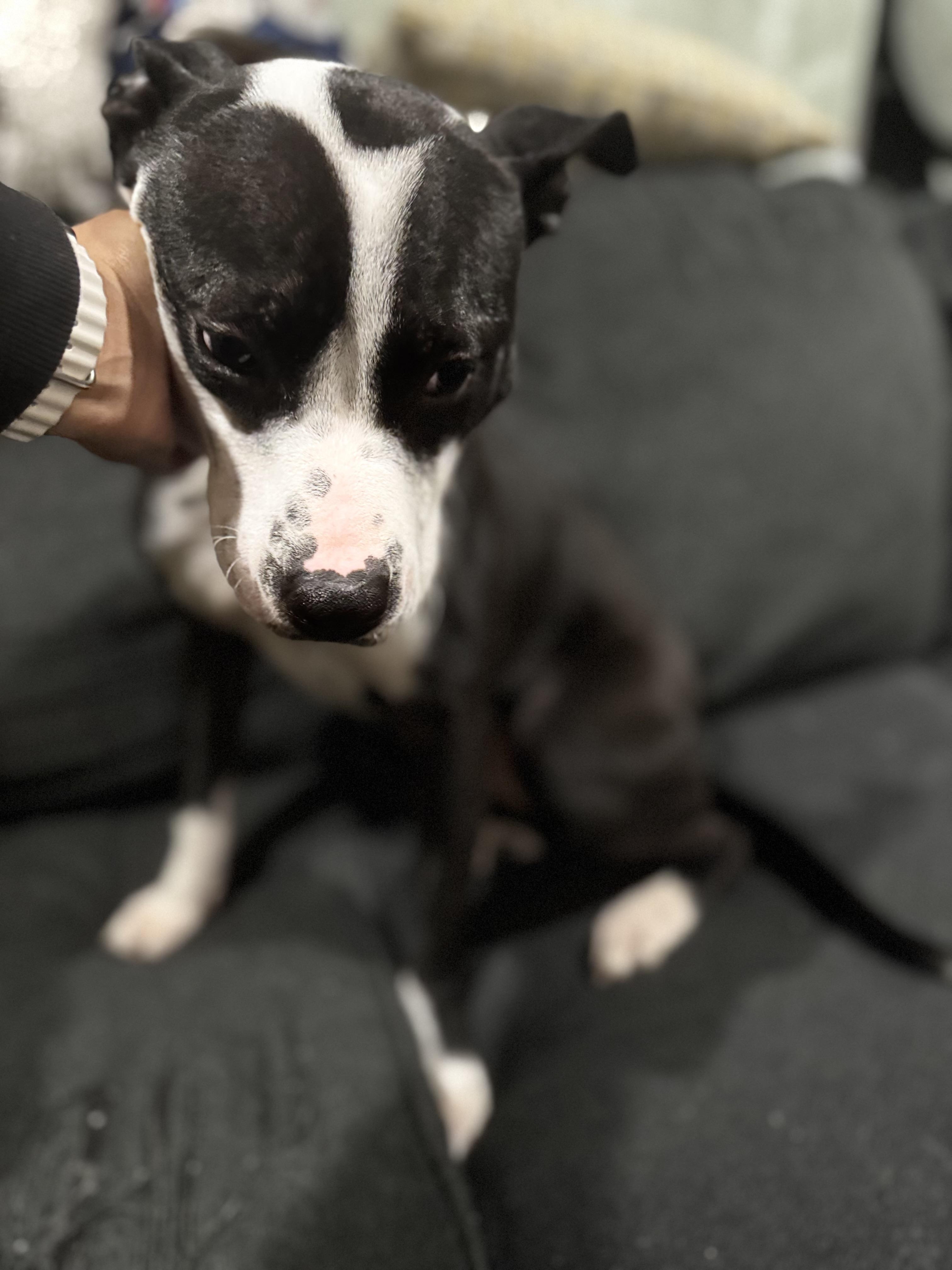 Enlarge O. M. GIGI, a Adopted mixed breed in Newton, NJ image 3/3