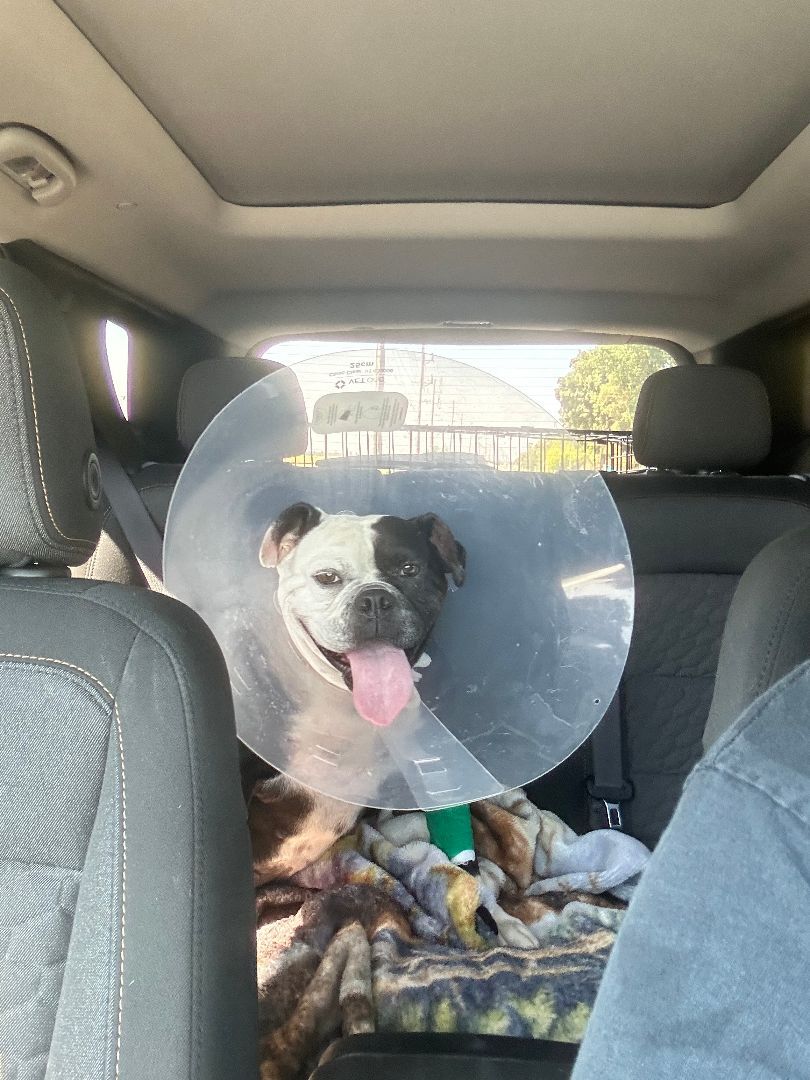 Enlarge Cookie, a Adoptable mixed breed in Rocklin, CA image 8/12