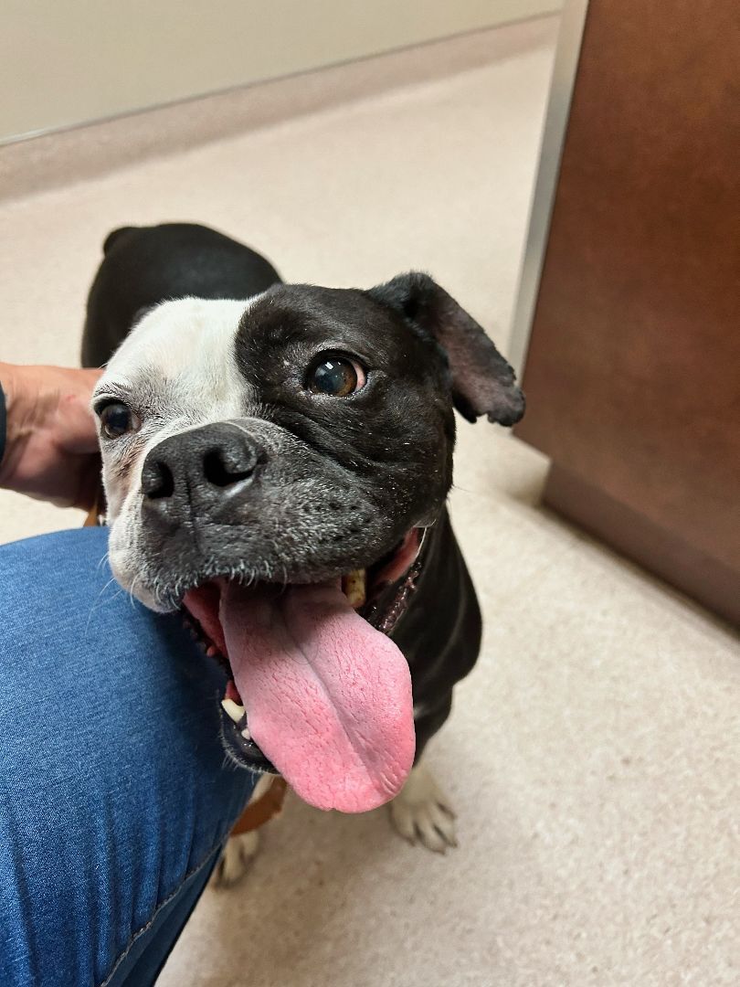 Enlarge Cookie, a Adoptable mixed breed in Rocklin, CA image 9/12