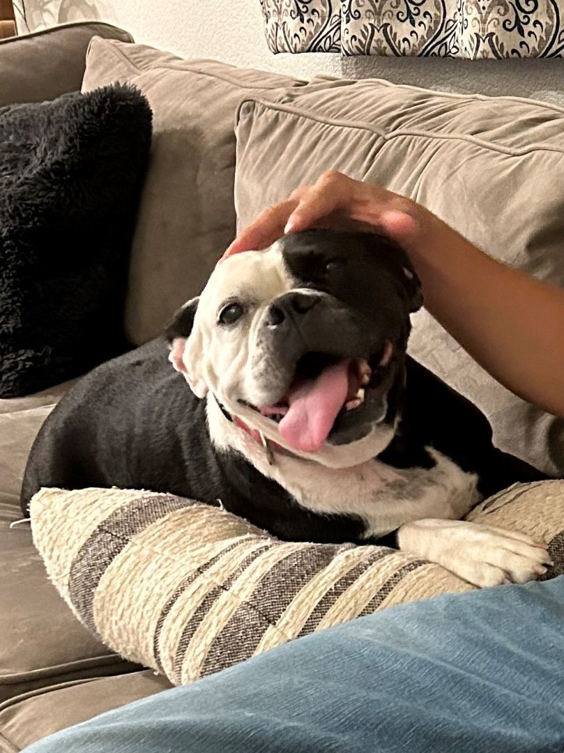 Cookie, Adoptable, Young Female Pit Bull Terrier.