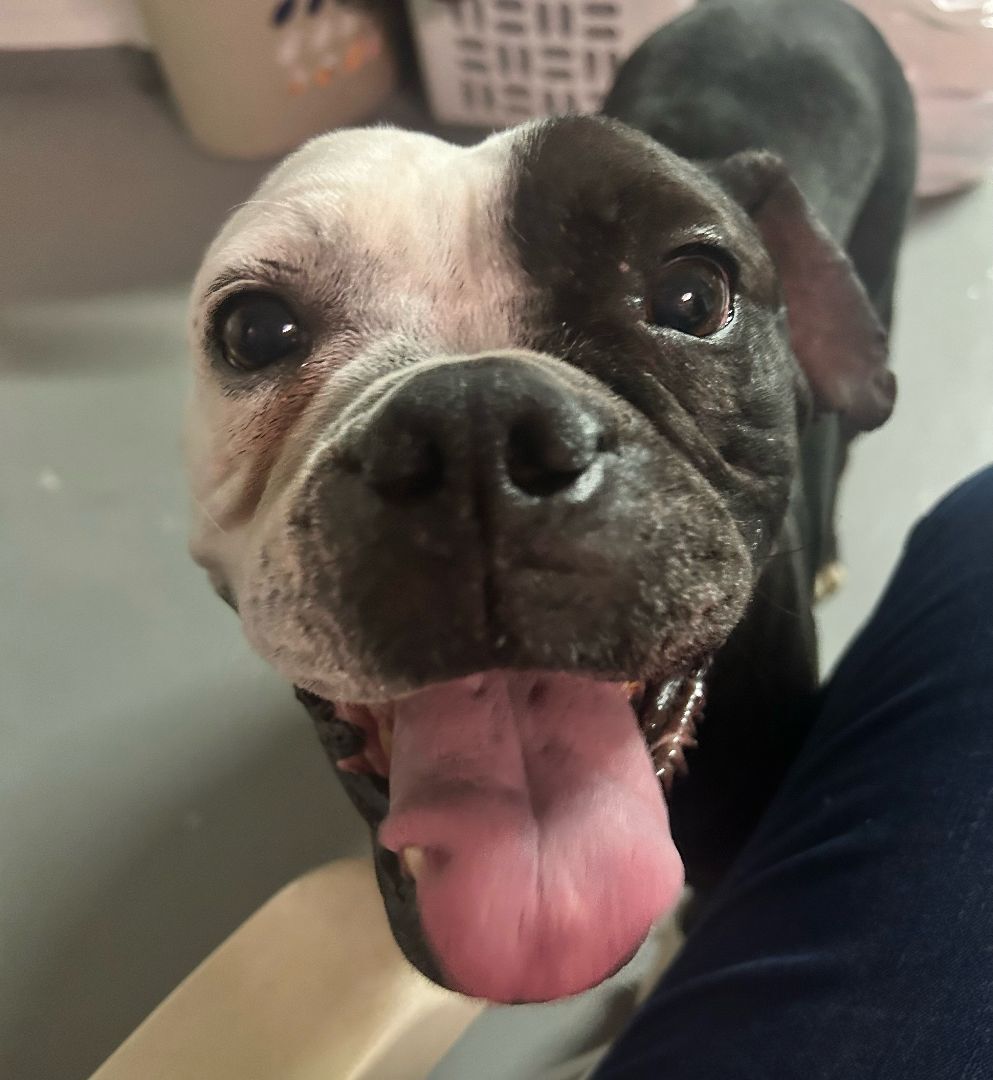 Enlarge Cookie, a Adoptable mixed breed in Rocklin, CA image 11/12