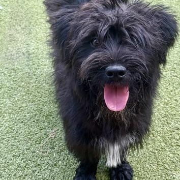 Enlarge Simon, a Adoptable mixed breed in danbury, CT image 3/6