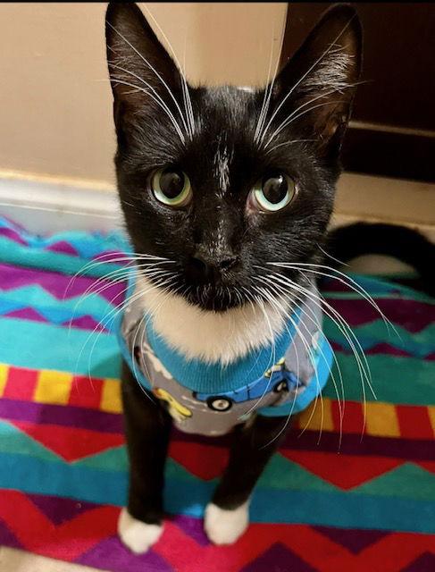 Misty, Adoptable, Adult Female Domestic Short Hair.