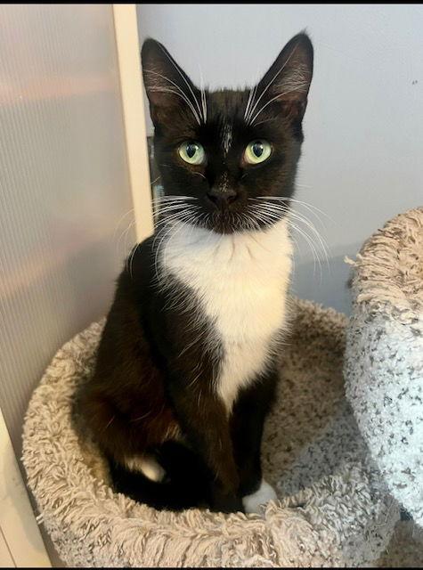 Enlarge Misty, a Adoptable Domestic Short Hair in West Hills, CA image 2/2