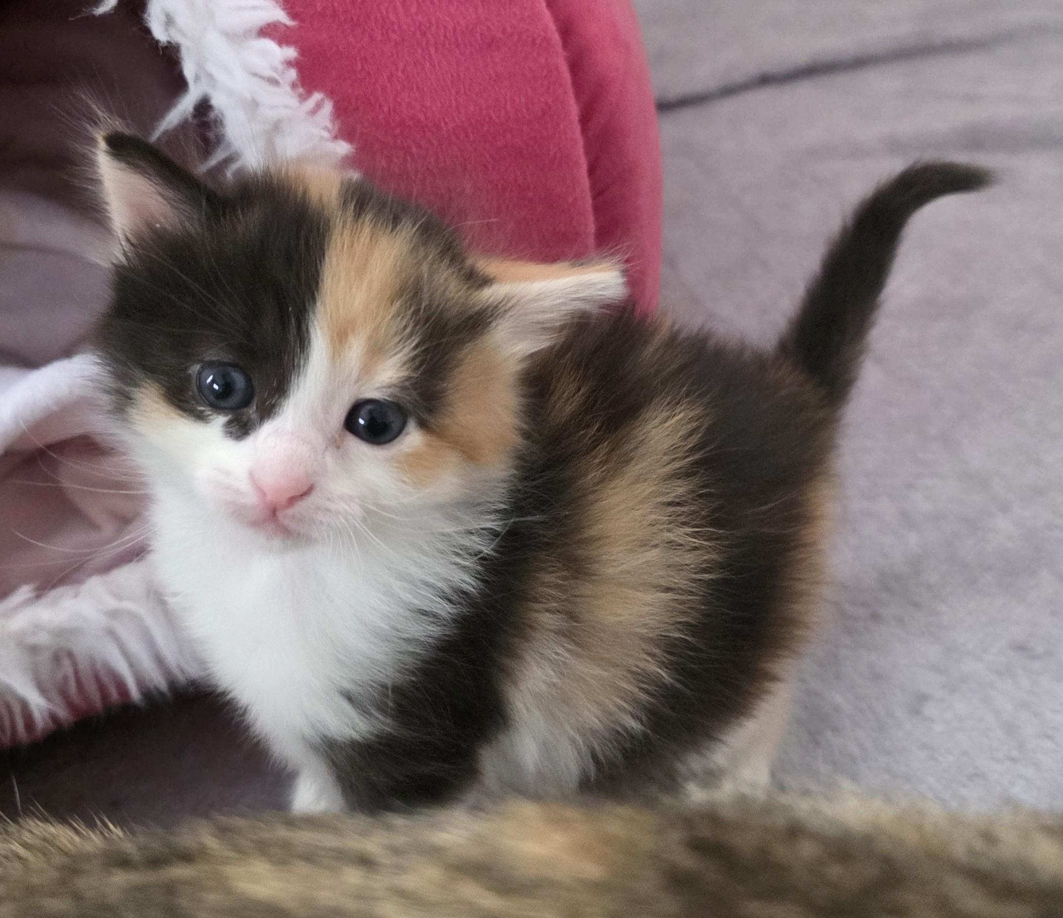 Pinto, adopted, Kitten Female Domestic Short Hair.