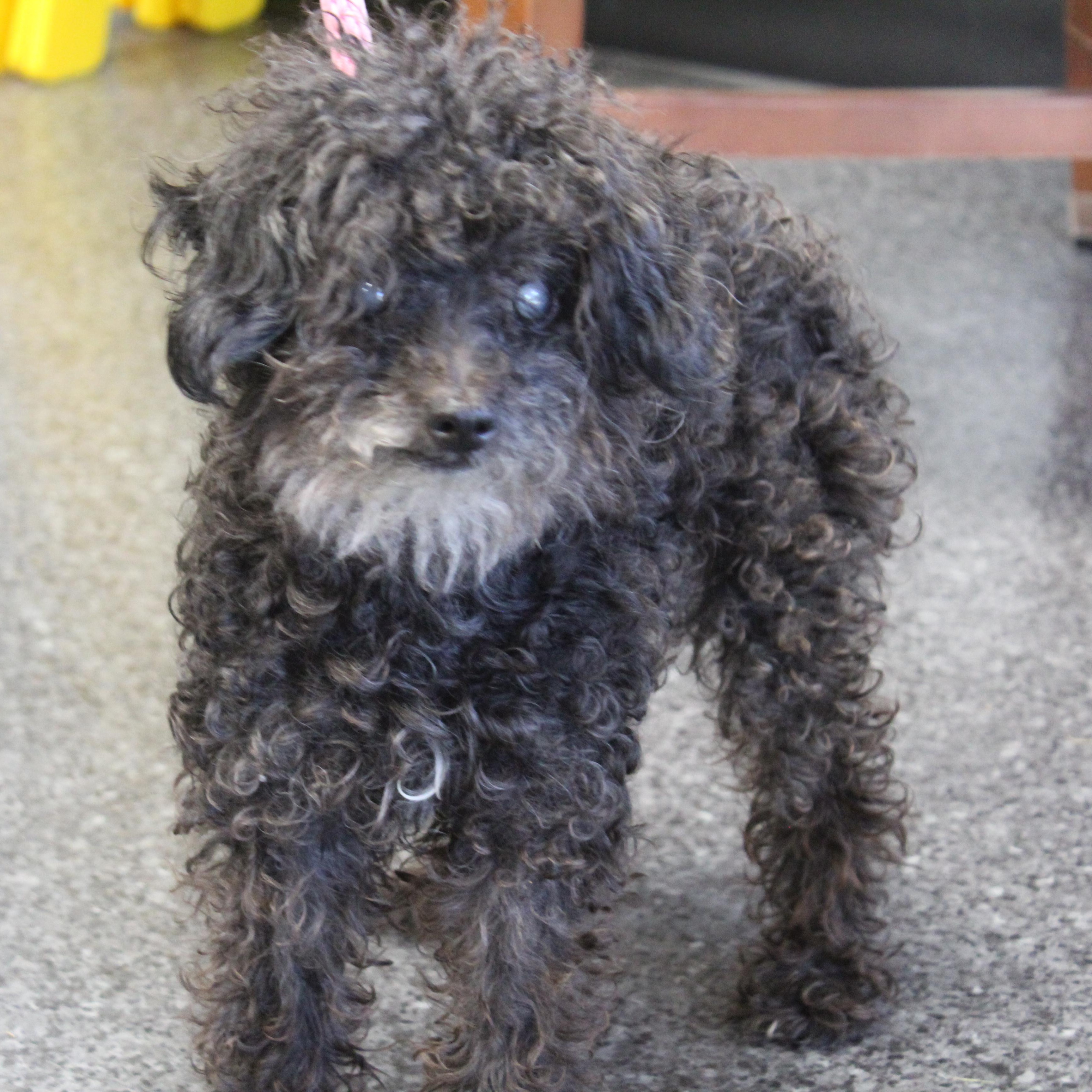 Maddy (12382), Adoptable, Senior Female Miniature Poodle.
