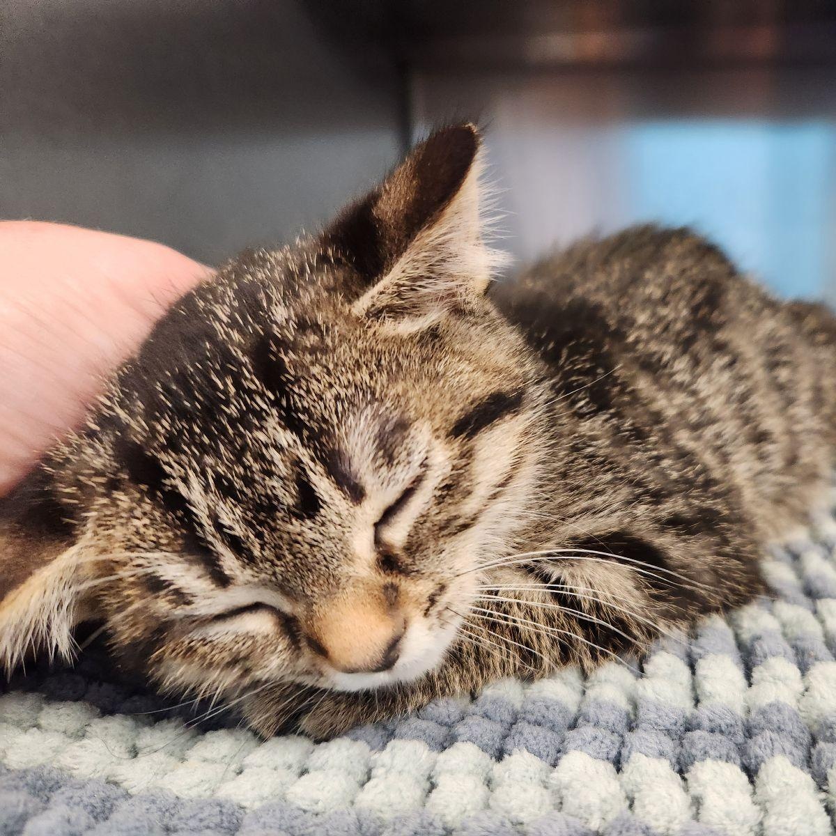 Enlarge Fern, an adopted Domestic Short Hair in Liberty, MO image 2/4