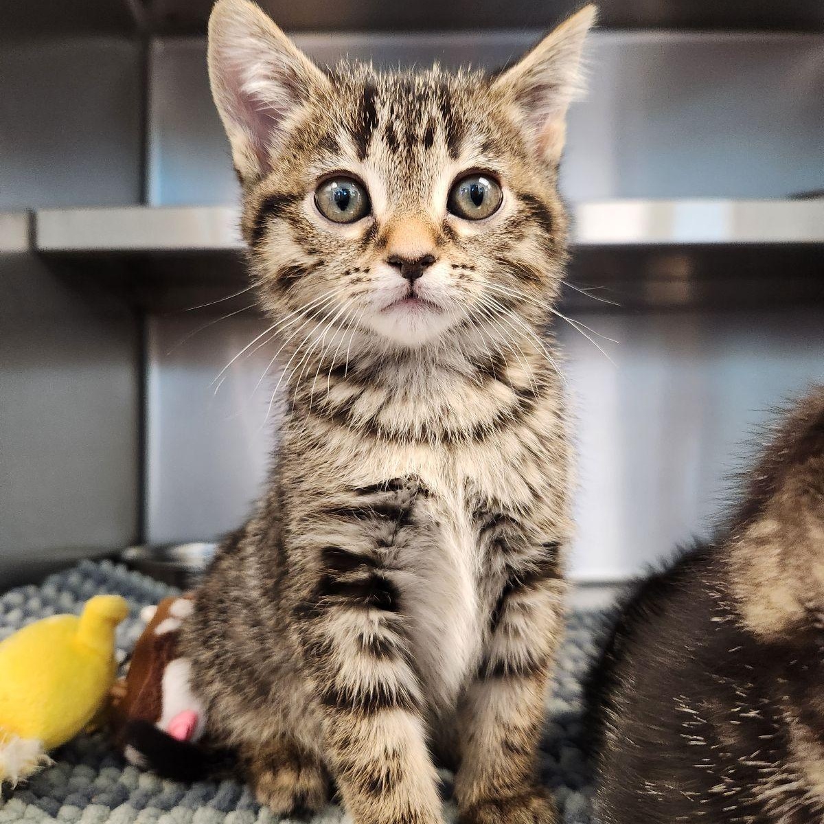 Enlarge Fern, an adopted Domestic Short Hair in Liberty, MO image 4/4