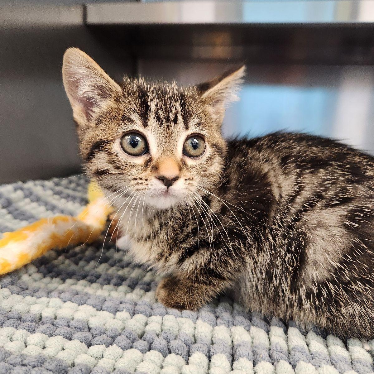 Fern, adopted, Kitten Female Domestic Short Hair.