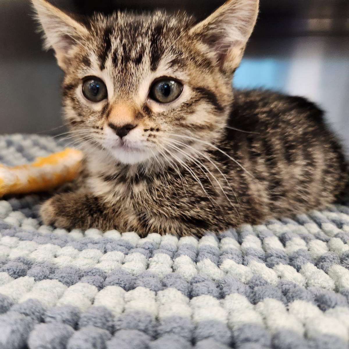 Enlarge Fern, an adopted Domestic Short Hair in Liberty, MO image 3/4