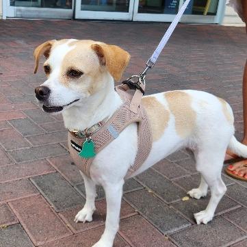 Enlarge Noli, a Adoptable mixed breed in Las Vegas, NV image 1/6