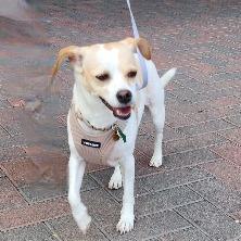 Enlarge Noli, a Adoptable mixed breed in Las Vegas, NV image 2/6