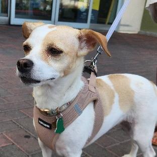 Enlarge Noli, a Adoptable mixed breed in Las Vegas, NV image 3/6