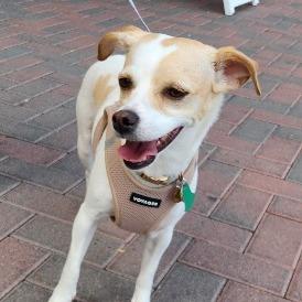 Enlarge Noli, a Adoptable mixed breed in Las Vegas, NV image 4/6