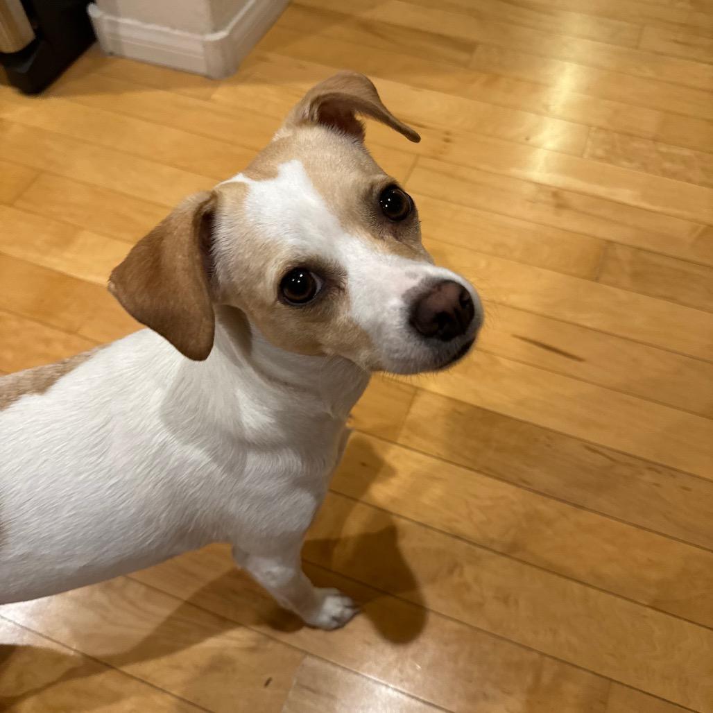 Enlarge Noli, a Adoptable mixed breed in Las Vegas, NV image 5/6