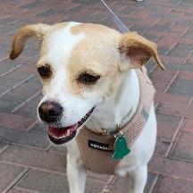 Enlarge Noli, a Adoptable mixed breed in Las Vegas, NV image 6/6