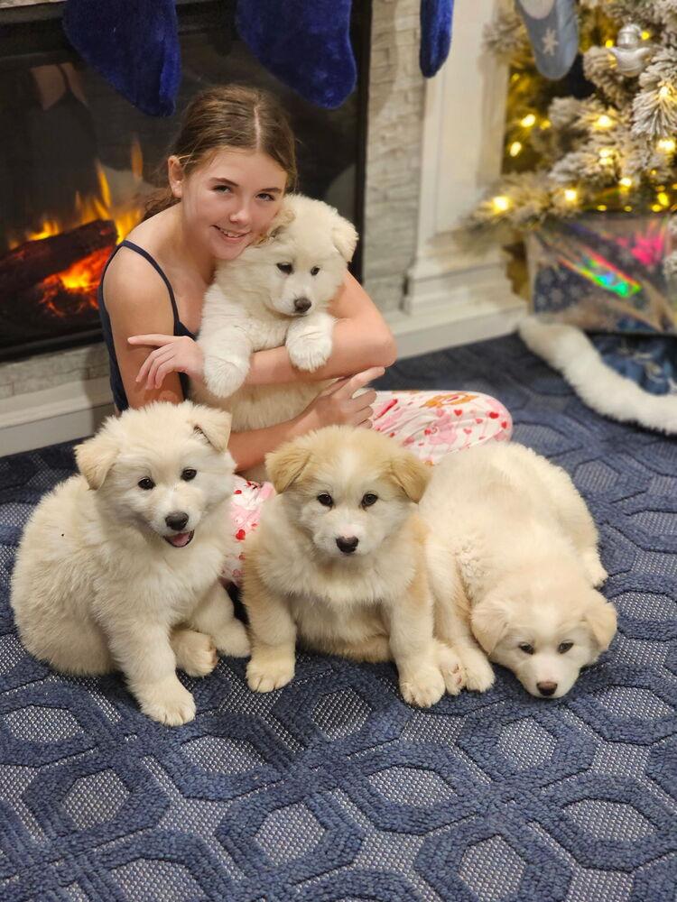 Meechee, Adoptable, Puppy Female Great Pyrenees & Siberian Husky.