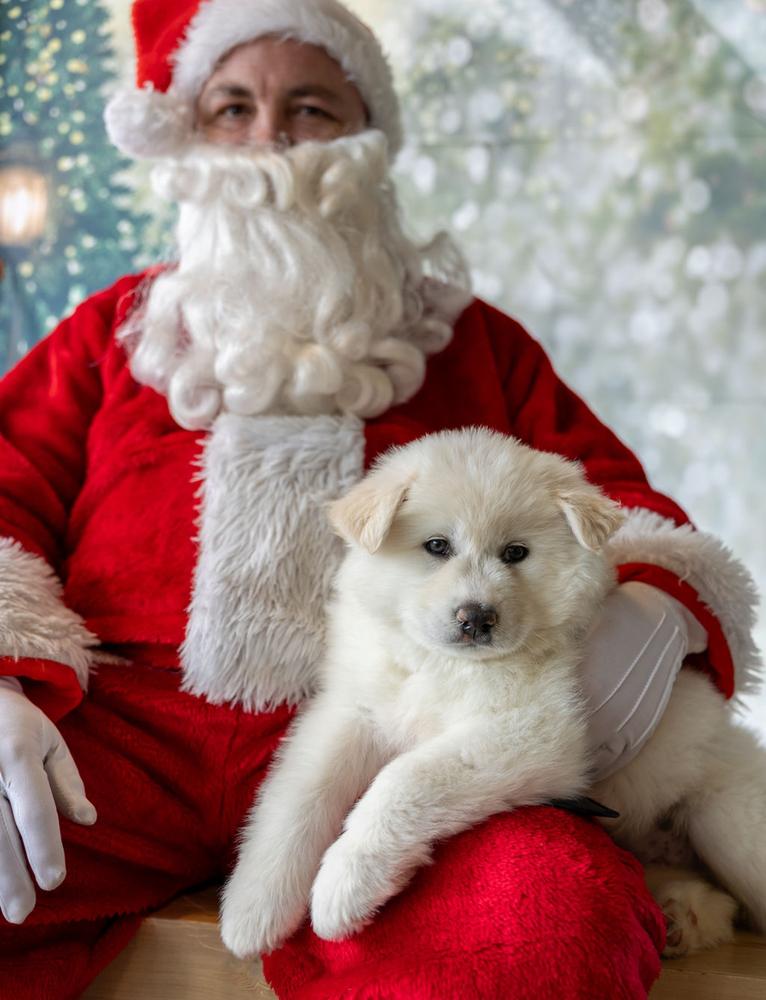 Meechee, a Adoptable mixed breed in Littleton, CO image 2/5