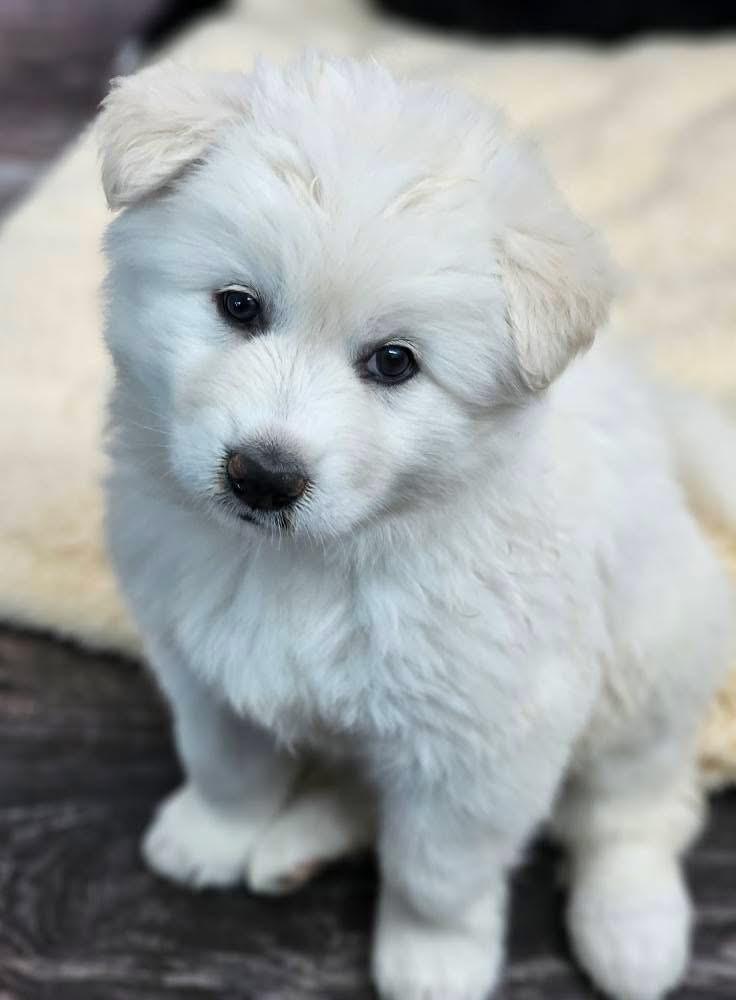 Meechee, a Adoptable mixed breed in Littleton, CO image 3/5