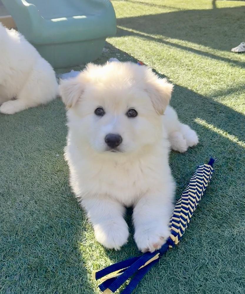 Meechee, a Adoptable mixed breed in Littleton, CO image 5/5