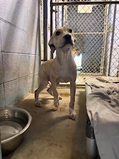 Wyatt, Adoptable, Puppy Male Mixed Breed & Mixed Breed.