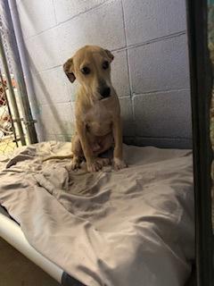 Enlarge Wyatt, a Adoptable Mixed Breed in Covington, LA image 2/3