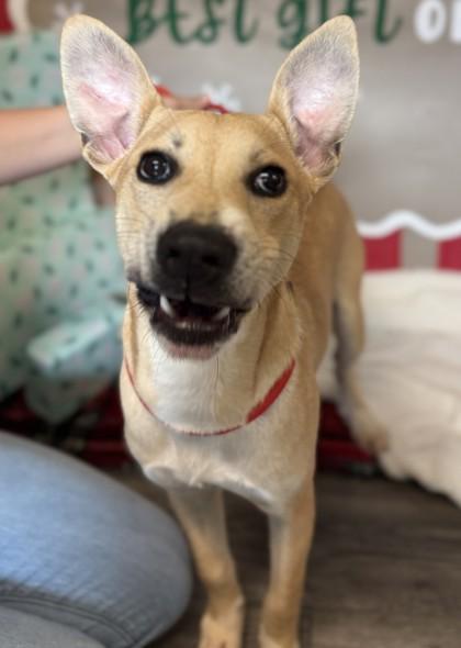 Enlarge Wyatt, a Adoptable Mixed Breed in Covington, LA image 3/3