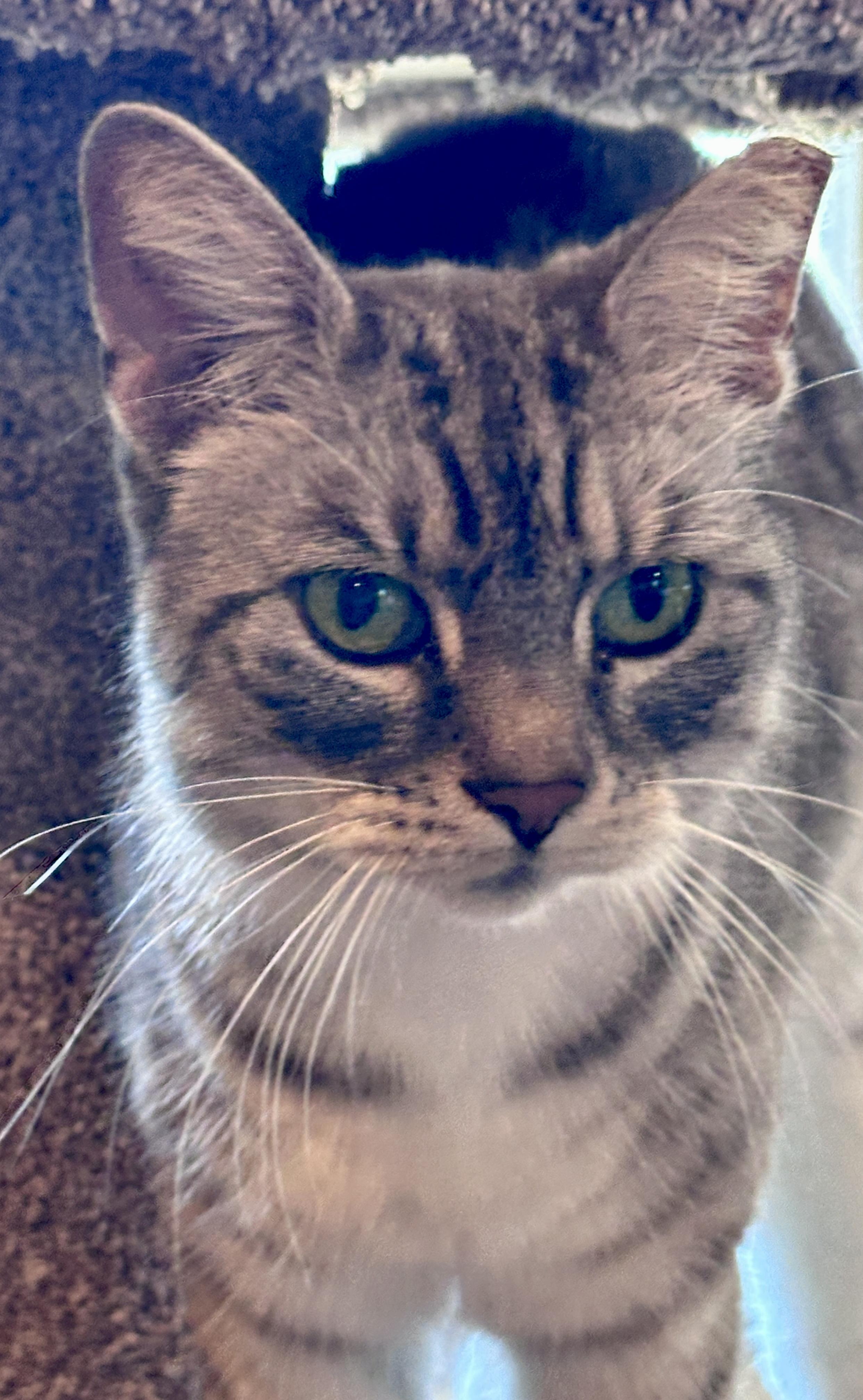 Enlarge Molly, a Adoptable Tabby in San Juan Capistrano, CA image 4/6