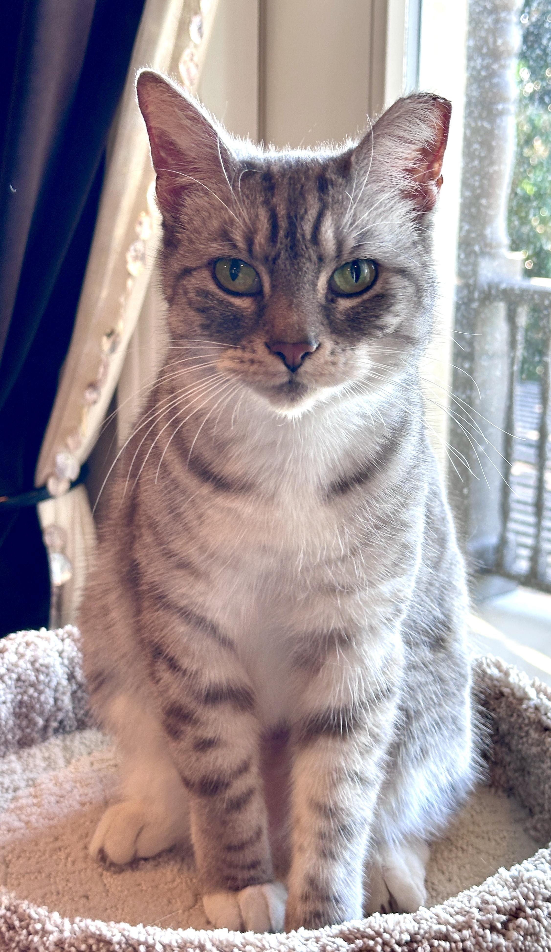 Enlarge Molly, a Adoptable Tabby in San Juan Capistrano, CA image 2/6