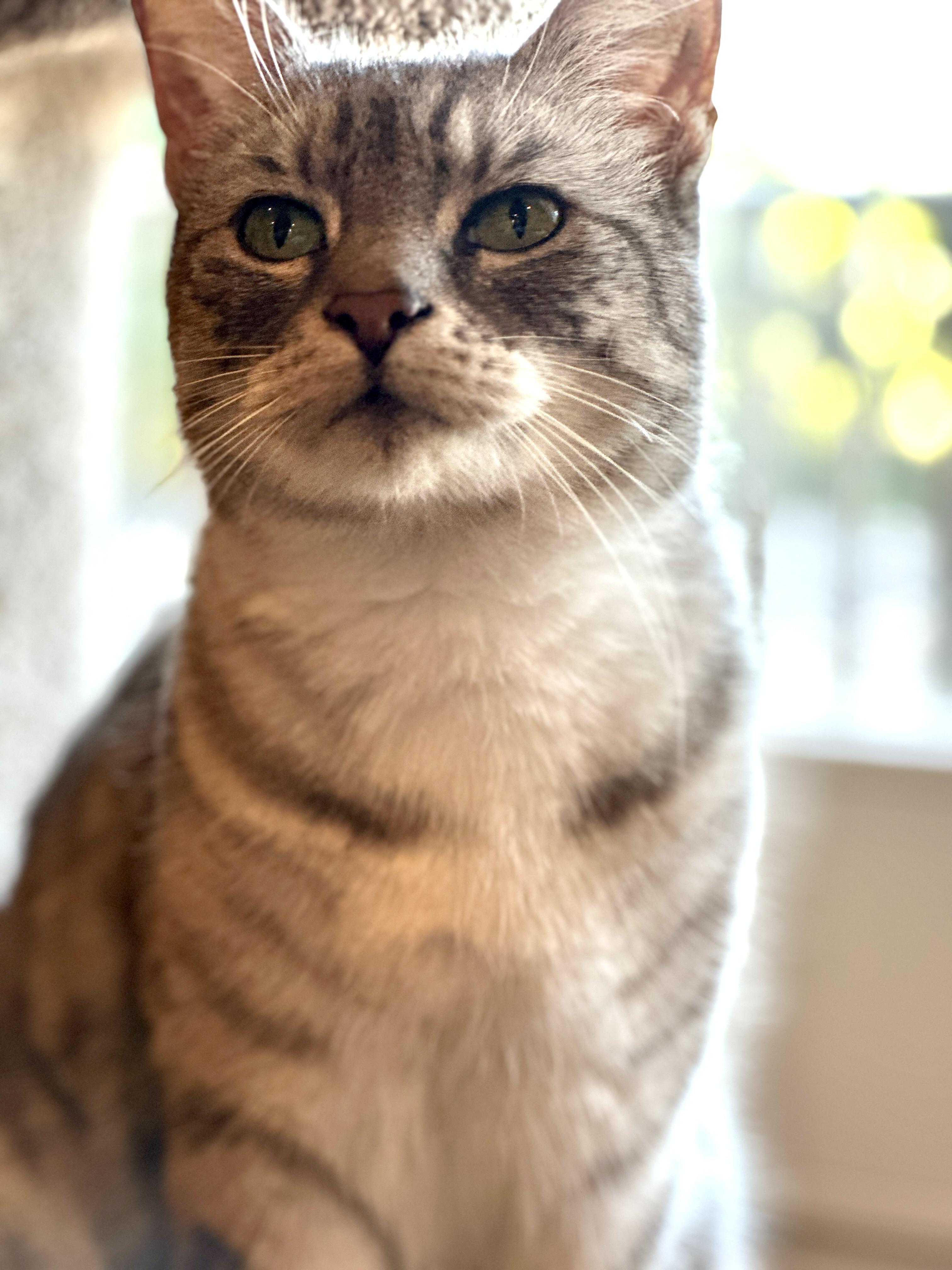 Enlarge Molly, a Adoptable Tabby in San Juan Capistrano, CA image 3/6