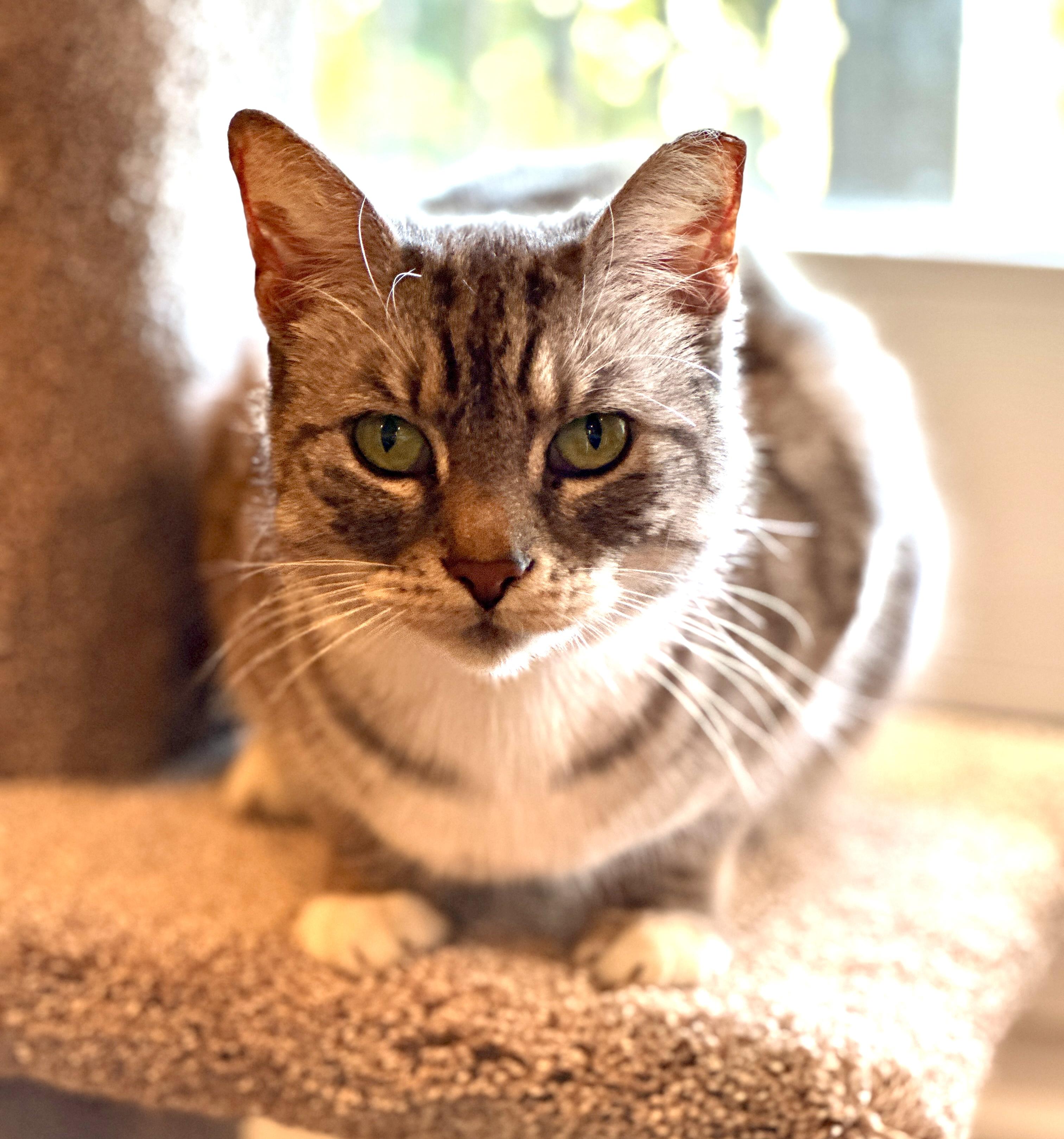 Molly, Adoptable, Adult Female Tabby.