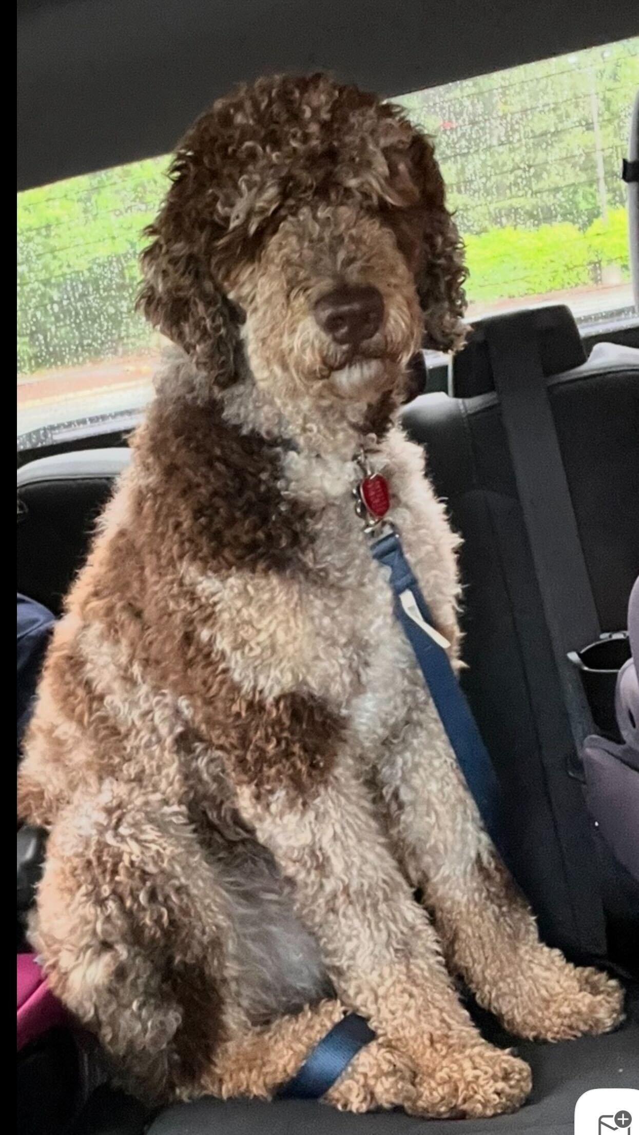 Mingo Feb 25, Adopted, Adult Male Standard Poodle & Australian Shepherd.