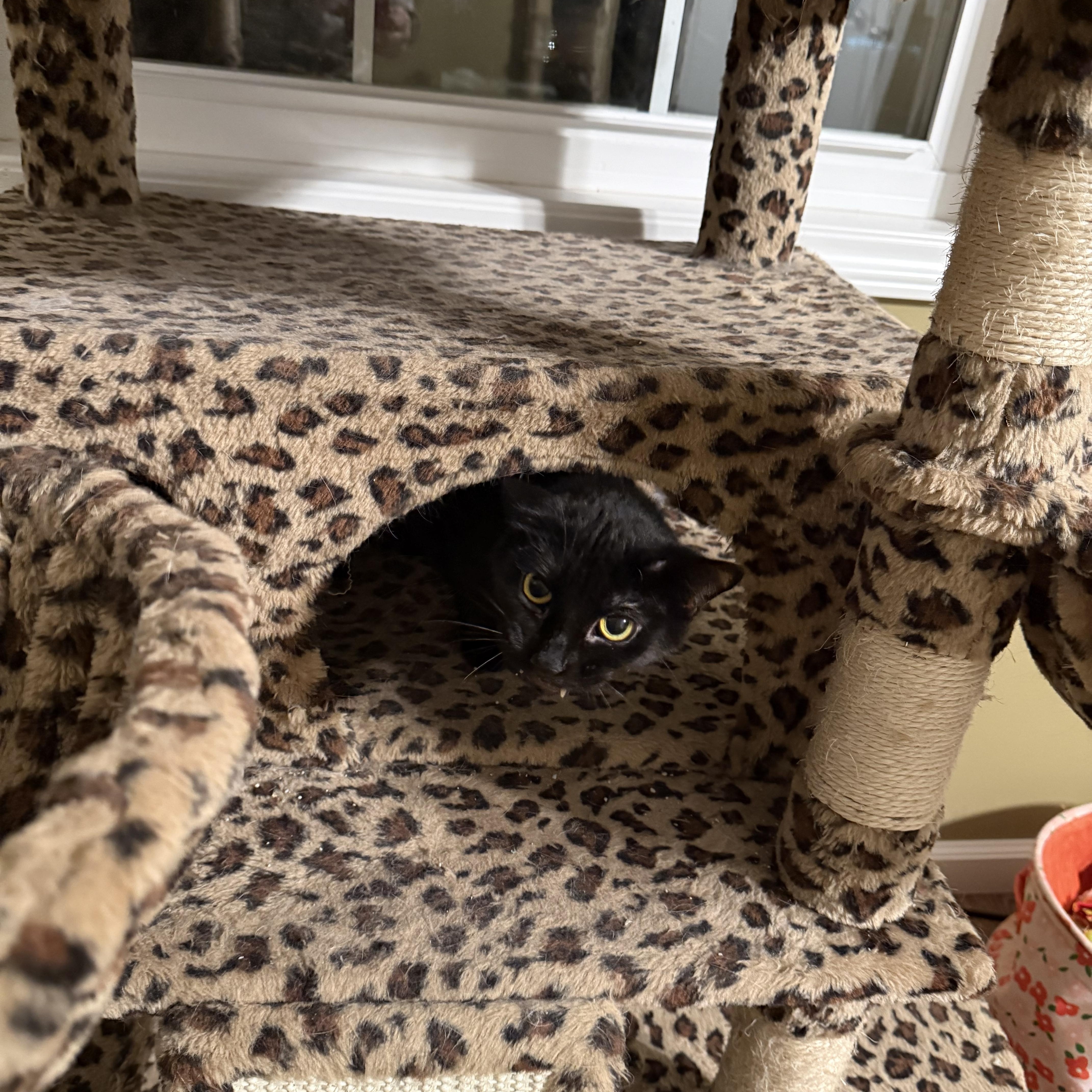 Starla, ADOPTABLE, Adult Female Domestic Short Hair.