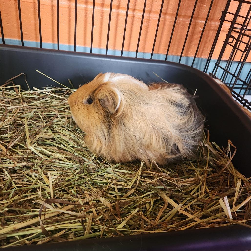 Enlarge Patches, a Adoptable Guinea Pig in Brockton, MA image 1/1