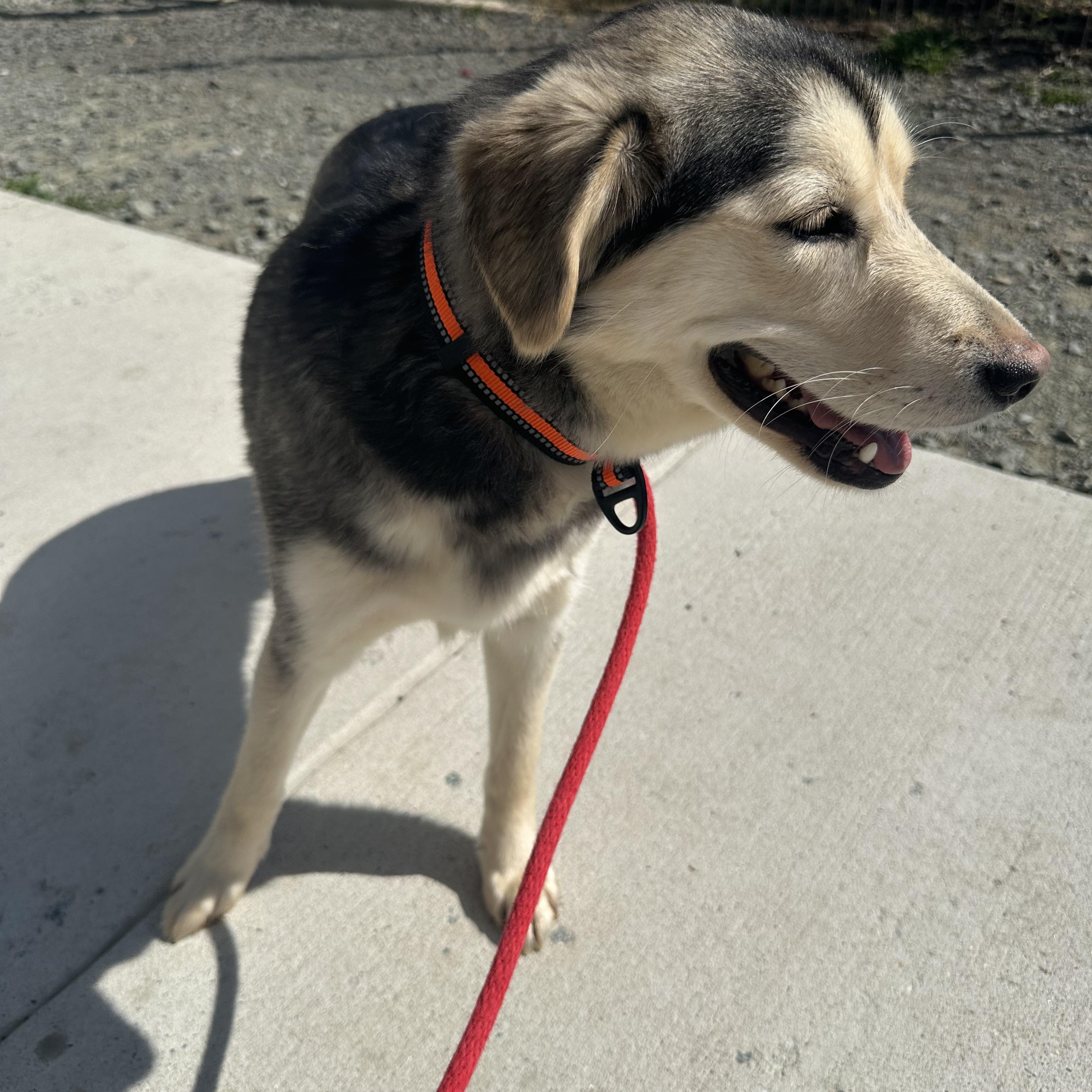 Starlight (ID 51604), a ADOPTABLE mixed breed in Manassas, VA image 3/3