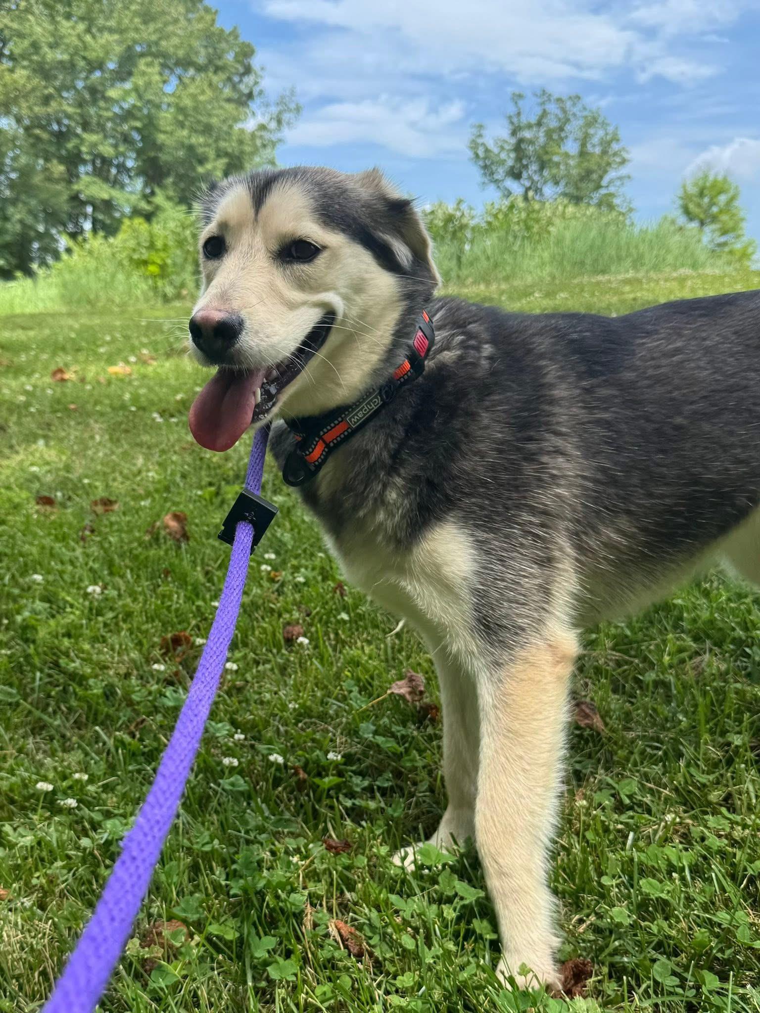Enlarge Starlight (ID 51604), a ADOPTABLE mixed breed in Manassas, VA image 2/4